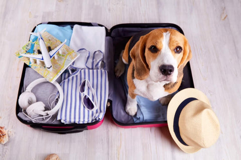 Your Complete Guide to Traveling with Dogs in Spain (2026)